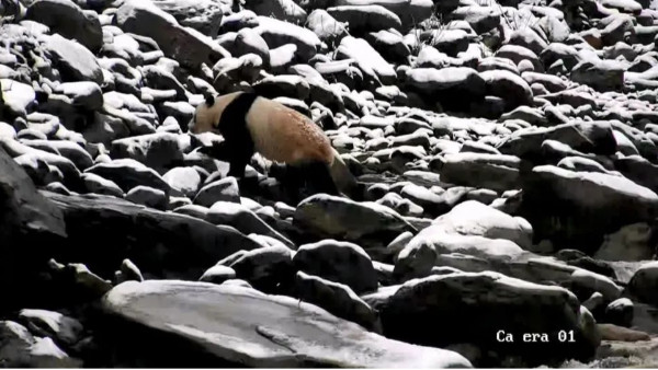 请在这张全是石头的照片里，找出大熊猫